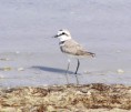 /album/photo-gallery-homepage1/kentish-plover-3-emirates-dec-2005-jpg1/